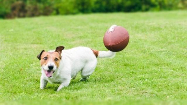 11 Dogs With Special Needs to Compete in 2023 Puppy Bowl