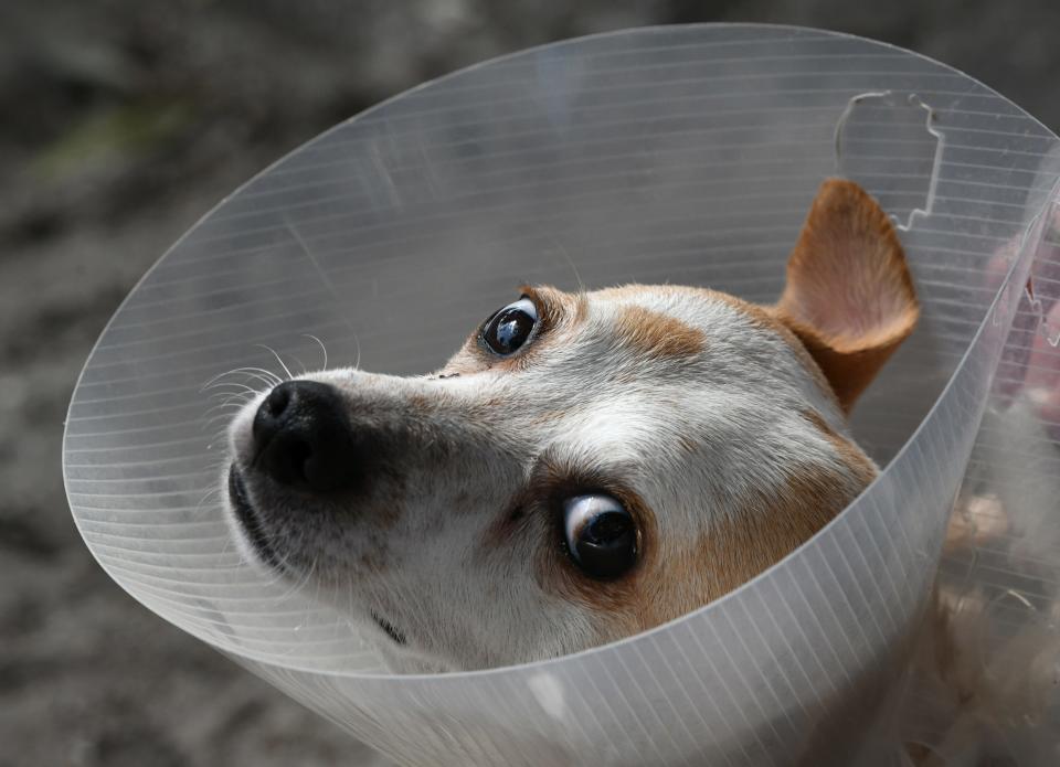 A happy update on this adorable fellow. He is now at home. After play time outside, he has to put a cone back on to keep him from gnawing on his coat. Frodo is a two and one half year old Jack Russell / Chihuahua mix ,and there is still a large selection of pets at the Brevard Humane Society Cocoa Campus Adoption Center on Cox Road in Cocoa.