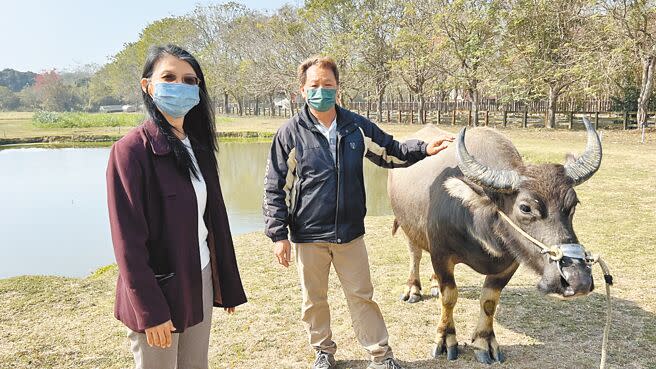 台南市政府農業局8日起公告7天，如果仍無失主來認領水牛，會繼續把牠留在老牛的家照養。（張毓翎攝）