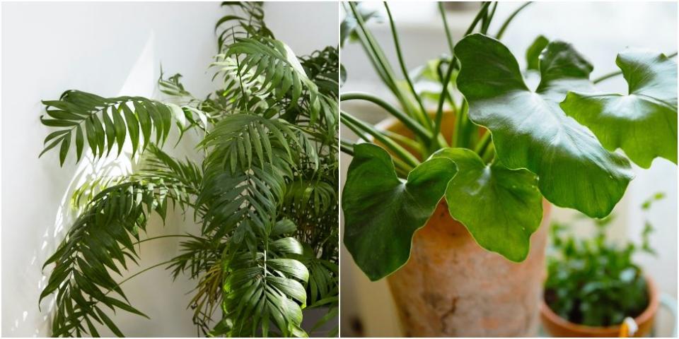 14 trending houseplants that will be everywhere in 2022