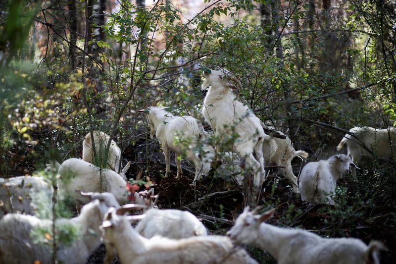 How Chile's firefighting goats saved a native forest from deadly fires