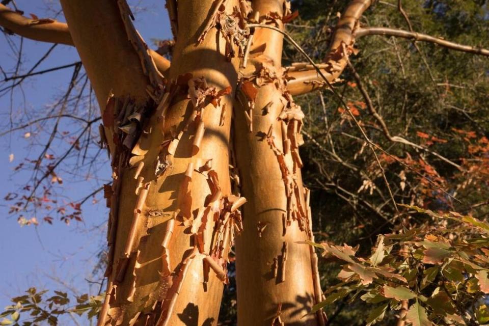 Garden versions of the paperbark maple are smaller than those in the wild but they have the same decorative bark.