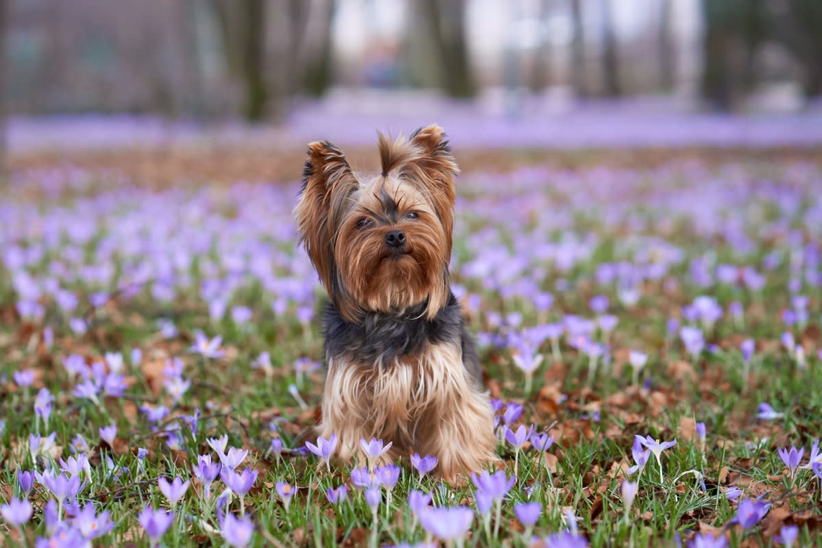 A happy Yorkie in a field of flowers<p>Anna Averianova via Shutterstock</p>