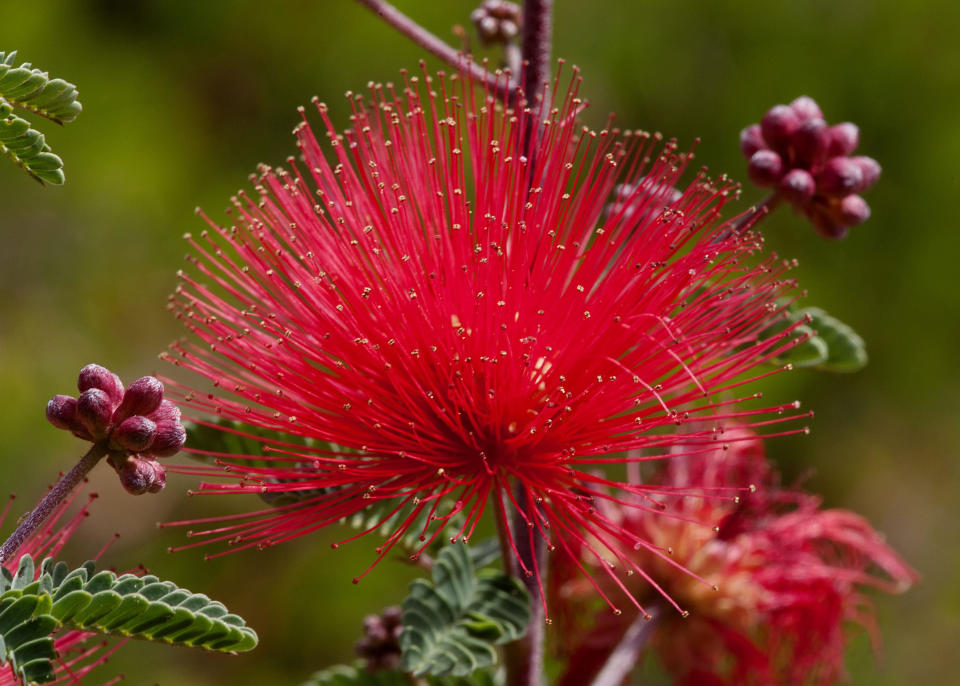 This 2015 photo provided by The G2 Gallery, shows a red fairy duster in environmentalist, philanthropist and photographer Susan Gottlieb's baseball field-sized Gottlieb Native Garden surrounding her hillside home in Beverly Hills, Calif., and is also the cover image of her 2016 book "The Gottlieb Native Garden: A California Love Story." (Susan Gottlieb/The G2 Gallery via AP)