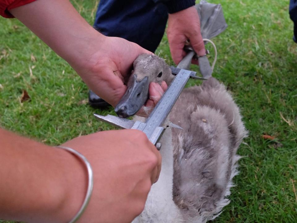 swan upping