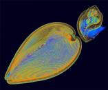 This image is a 3D CT scan of a clam and a whelk, both alive. (Kai-hung Fung, Pamela Youde Nethersole Eastern Hospital (Hong Kong)) <br> <br> <a href="http://www.livescience.com/26751-gallery-trippy-photos-reveal-beauty-in-science.html" rel="nofollow noopener" target="_blank" data-ylk="slk:Click here to see the full collection at LiveScience.com;elm:context_link;itc:0;sec:content-canvas" class="link ">Click here to see the full collection at LiveScience.com</a>