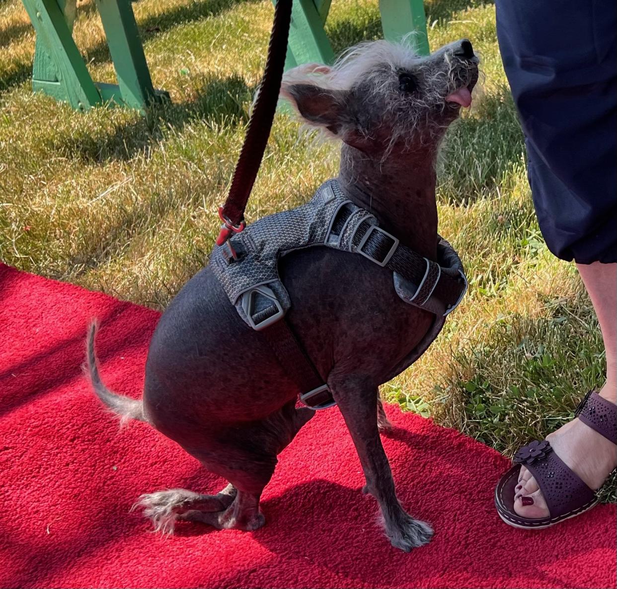 The winner of the 2023 Ugliest Dog contest. (Sumiko Moots)