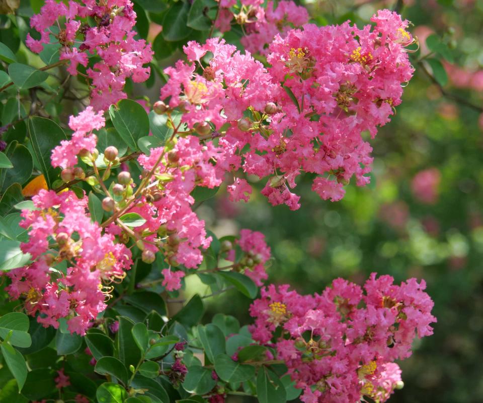 crepe myrtle flowers