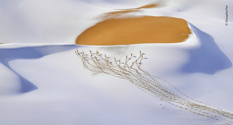 Snow-plateau nomads by Shangzhen Fan, China