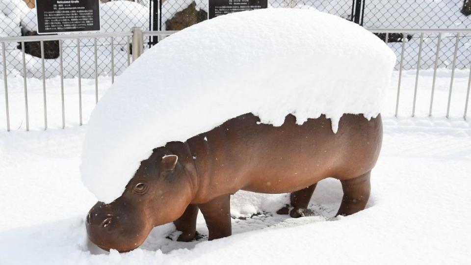 安佐動物公園的侏儒河馬背上有著厚重積雪。（圖／翻攝自asa_zoo推特）