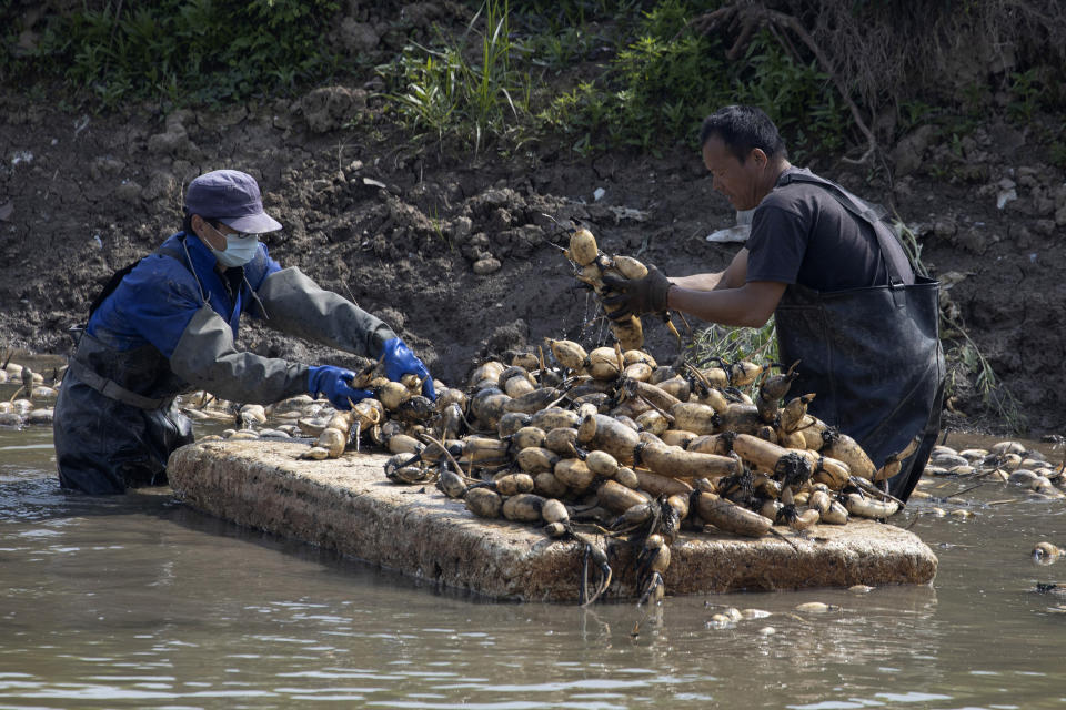 In this April 6, 2020, photo, workers prepare to replant aquatic tubers known as lotus roots in the Huangpi district of Wuhan in central China's Hubei province. Chinese leaders are eager to revive the economy, but the bleak situation in Huangpi in Wuhan's outskirts highlights the damage to farmers struggling to stay afloat after the country shut down for two months.(AP Photo/Ng Han Guan)