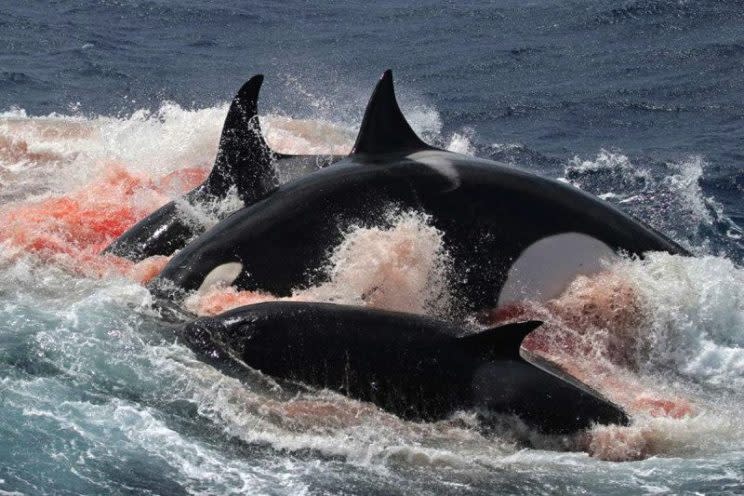 Grupo de orcas atacando a un zifio en costas de Australia