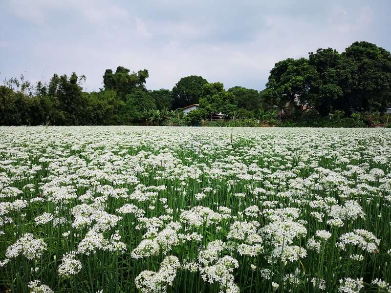 （圖片來源：桃園市政府府農業局）