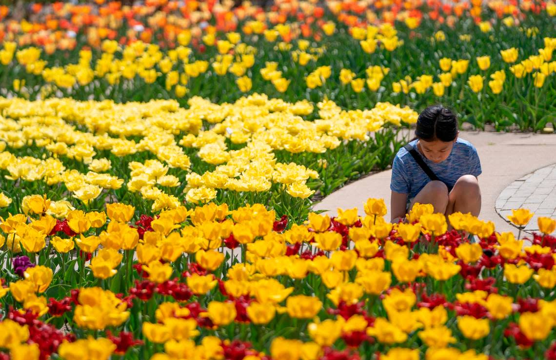 Sophie Susanto looks at tulips in bloom at Botanica in 2021. Botanica’s Tulip Festival, featuring music and performances, is held over two weekends: April 13 and 14 and April 20 and 21. Jaime Green/The Wichita Eagle