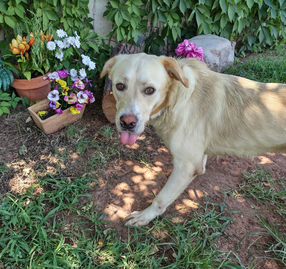 Mason, ID #412210, likes dogs of all sizes and people of all ages. He enjoys going on long walks and will be a perfect exercise buddy. Mason is a charming 5-year-old, 55-pound Labrador mix. He came into the shelter as a stray at the beginning of June, and nobody came to reclaim him. To meet Mason, go to the Oklahoma City Animal Shelter at 2811 SE 29 between noon and 5 p.m. Go online to www.okc.gov or www.okc.petfinder.com to see all the cats and dogs available for adoption.