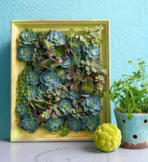 Create a living picture out of hardy succulents. This small-scale vertical garden can brighten any dull space, inside your home or in your garden. <br><br>Click here for <a rel="nofollow" href="https://au.lifestyle.yahoo.com/better-homes-gardens/gardening/h/19697363/how-to-make-a-succulent-vertical-garden/" data-ylk="slk:how to make a succulent vertical garden;elm:context_link;itc:0;sec:content-canvas" class="link ">how to make a succulent vertical garden</a>