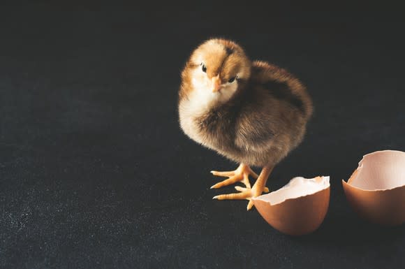 Chick and egg