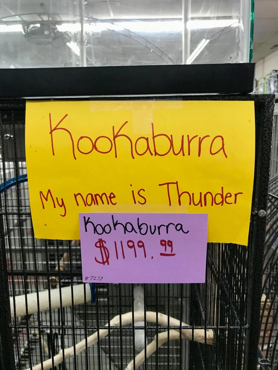 The kookaburra, named Thunder, was on sale at a pet shop close to Australian Wendy Davidson’s, new home in Virginia. Source: Wendy Davidson