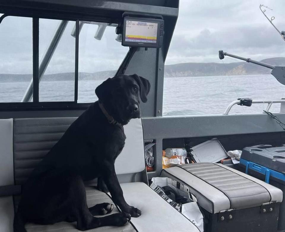 When Maro was away on a fishing trip in late October, Tank suffocated at home, presumably trying to get the last few bits of kibble out of a cat food bag. Photo courtesy of Dennis Maro.