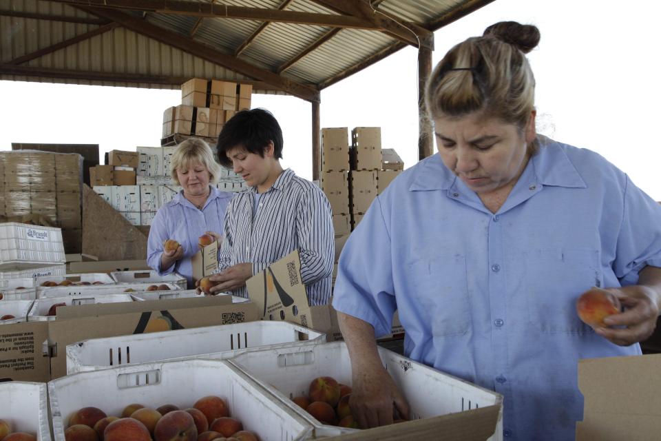 In this photo taken on Friday, June 7, 2013 in Del Rey, Calif., Marcy Masumoto, left, her daughter Nikiko Masumoto, center and farmworker Ana Guillen, right, package specialty peaches for restaurants and high end markets. The Masumotos, who grow 35 acres of organic peaches and nectarines near Fresno, have published a peach cookbook to tell their family story and create a stronger link to peach consumers. (AP Photo/Gosia Wozniacka)