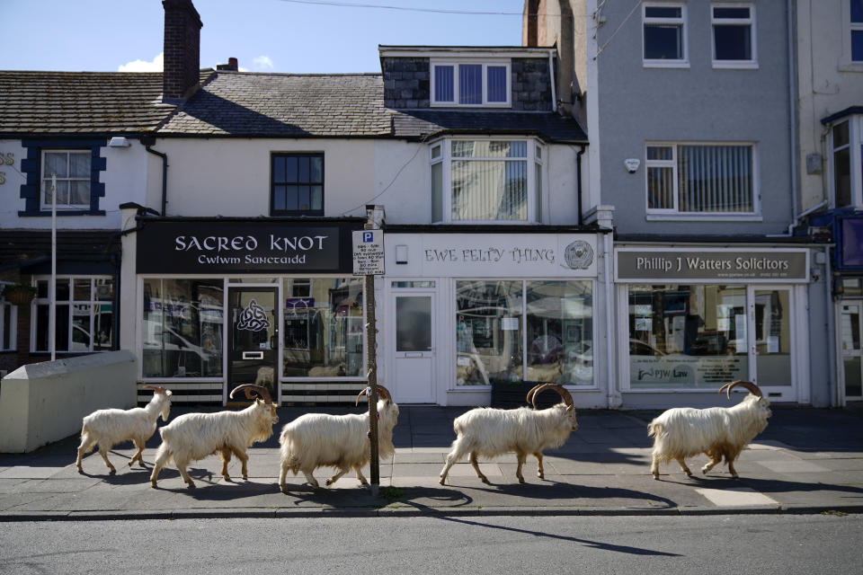 LLANDUDNO, WALES - March 31: Mountain goats roam the deserted streets of LLandudno. A local politician said the herd was drawn to town by the lack of people and tourists due to the COVID-19 outbreak and quarantine measures. (Photo by Christopher Furlong/Getty Images)