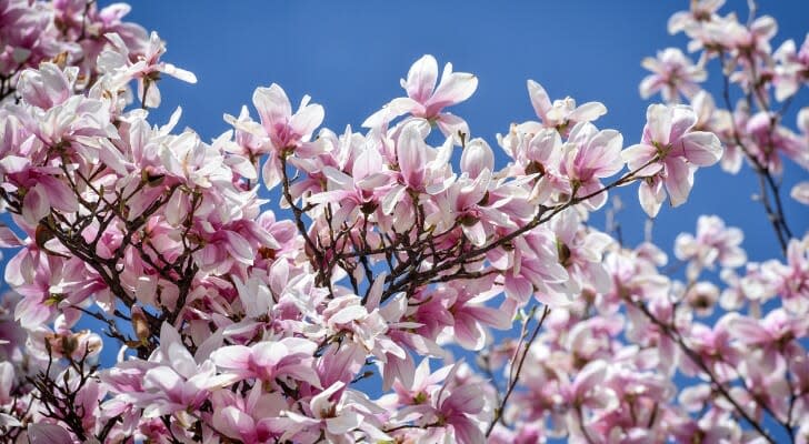 Magnolia flowers in full bloom