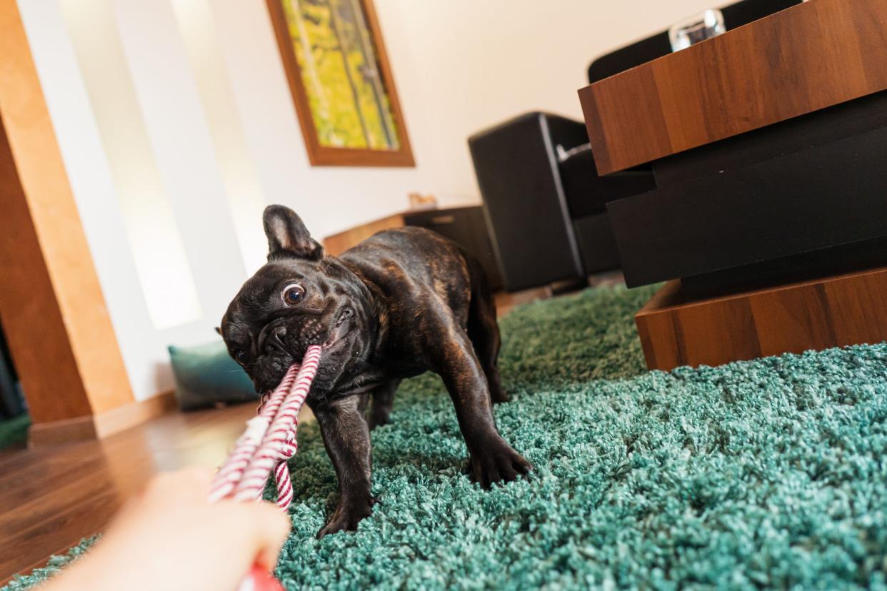 POV of French  bulldog play with rope