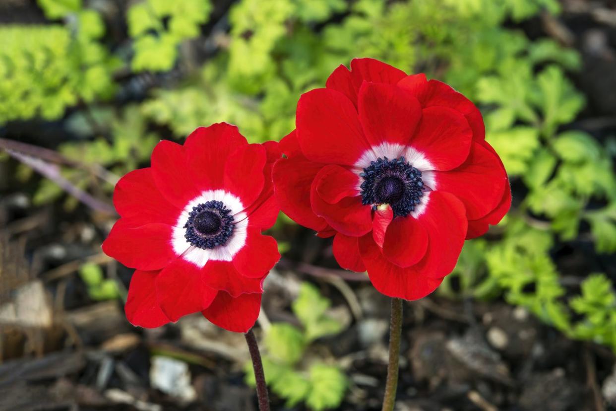 anemone coronaria 'netherlands'