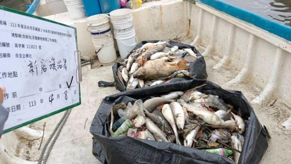 《圖說》新店溪魚群暴斃，目前雙北聯合清除約14.03公噸死魚魚體。〈環保局提供〉