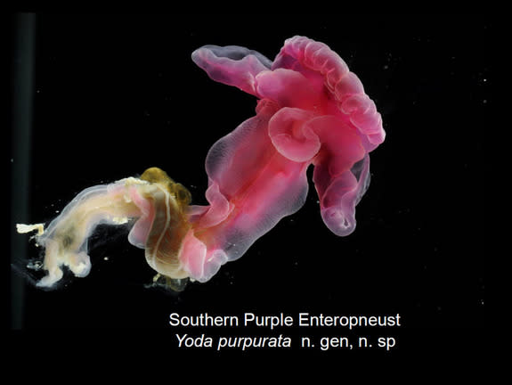 Yoda purpurata, or "purple Yoda" is an acorn worm that inhabits the Atlantic Ocean. Its lips, located on the side of its head, look a bit like Yoda's ears.