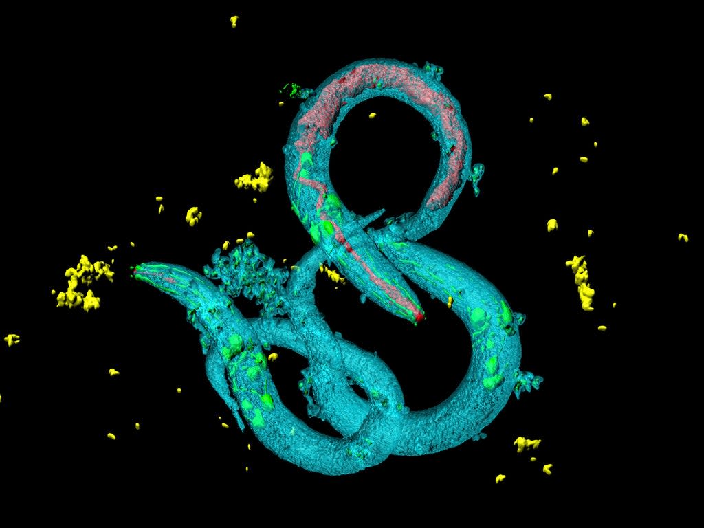 Caenorhabditis elegans (pictured) feed their offspring with a fluid that destroys their internal organs (Getty Images/iStockphoto)