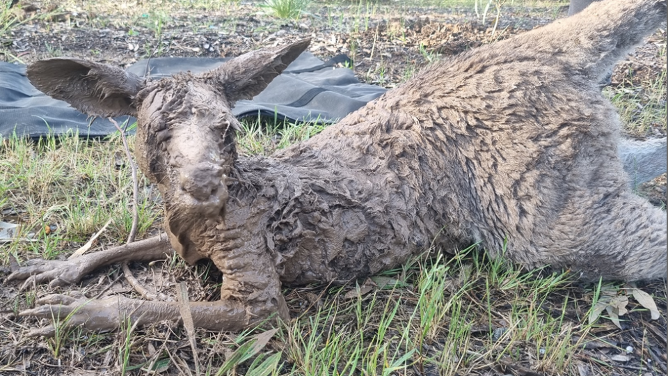 A kangaroo covered from head to toe in mud.