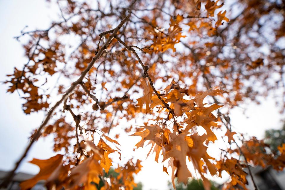 Fall foliage is seen on a tree in east Austin Wednesday, Sept. 27, 2023.