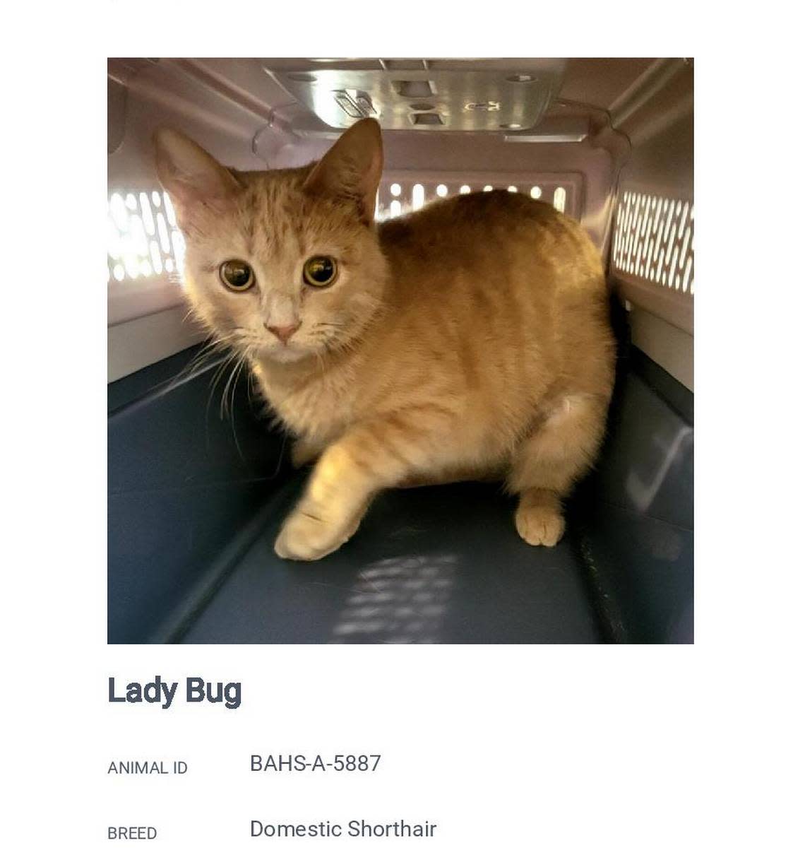 Lady Bug, shown here in a screenshot from the Belleville Area Humane Society’s website, is available for adoption.