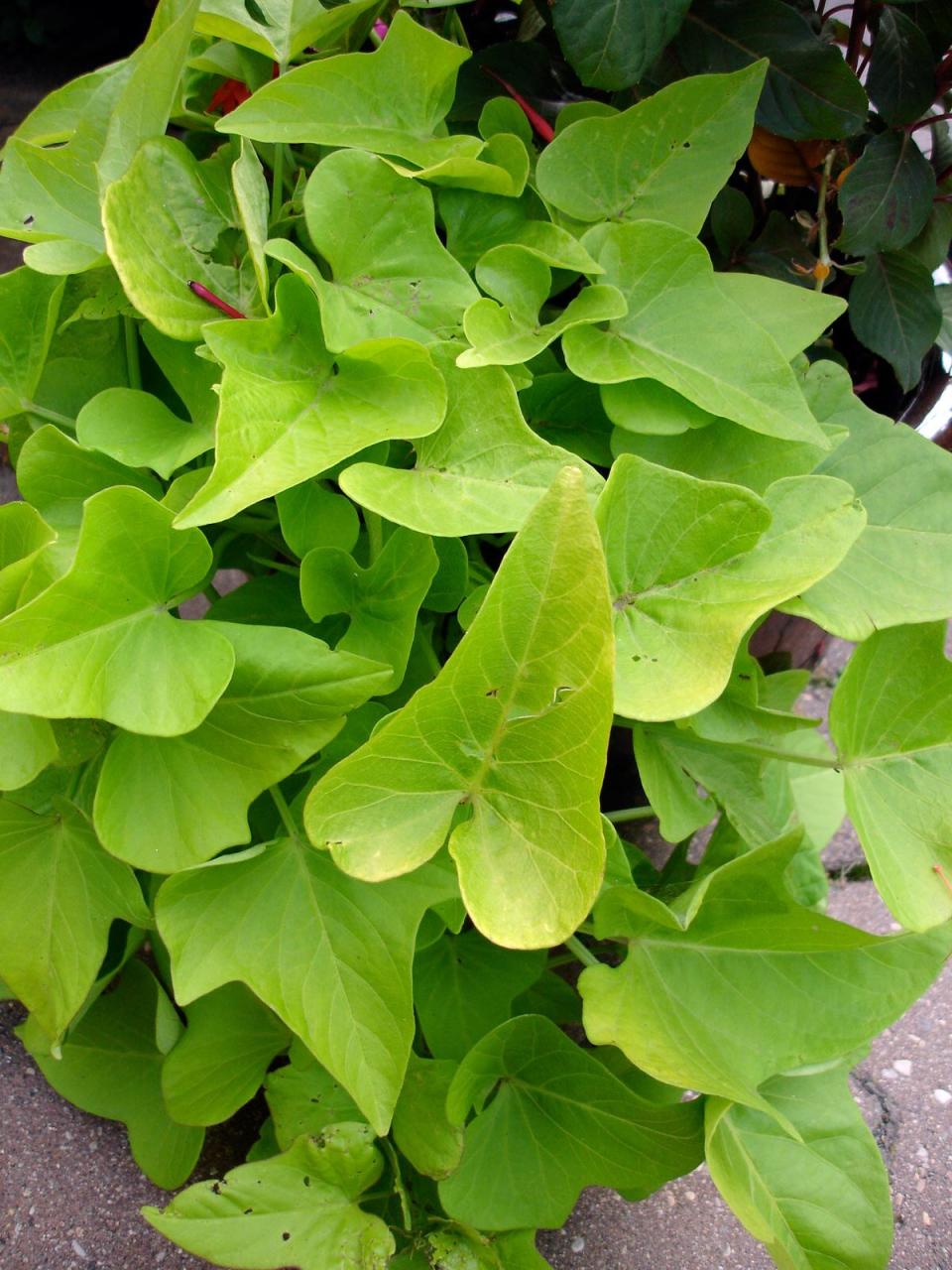 Sweet potato vine