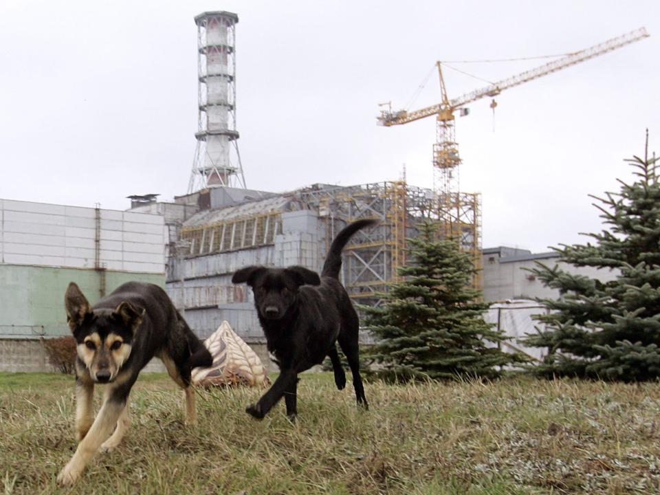 two black dogs run in front of nuclear power plant building in the grass