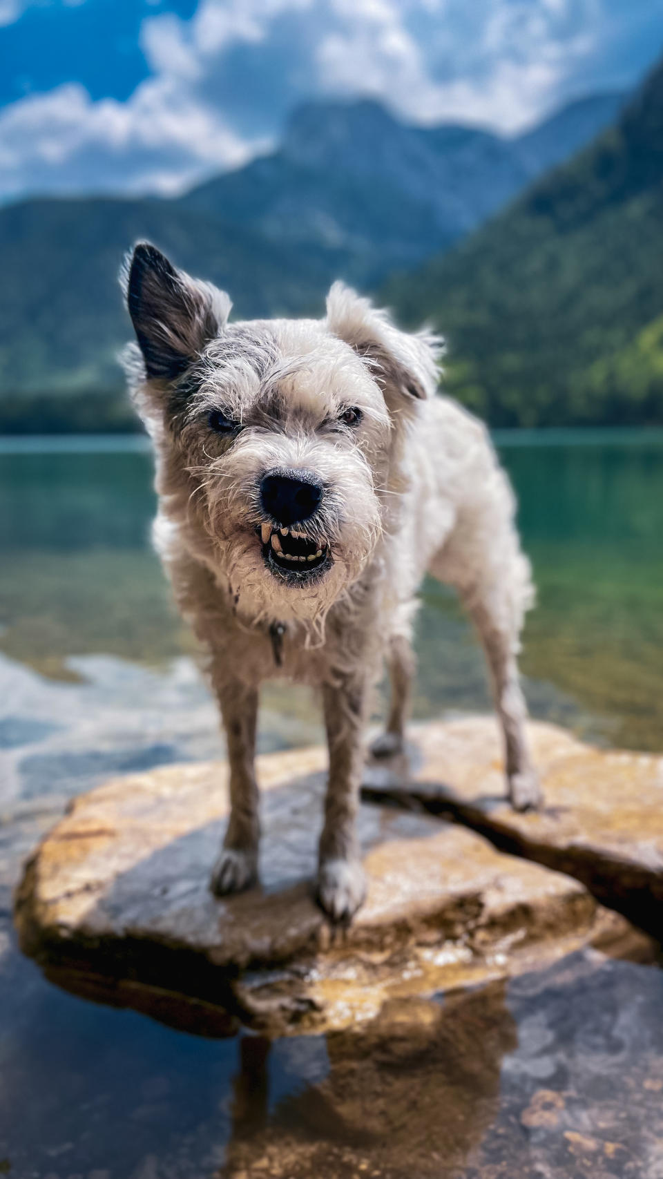 animal category dogs from CEWE Photo Award 2023