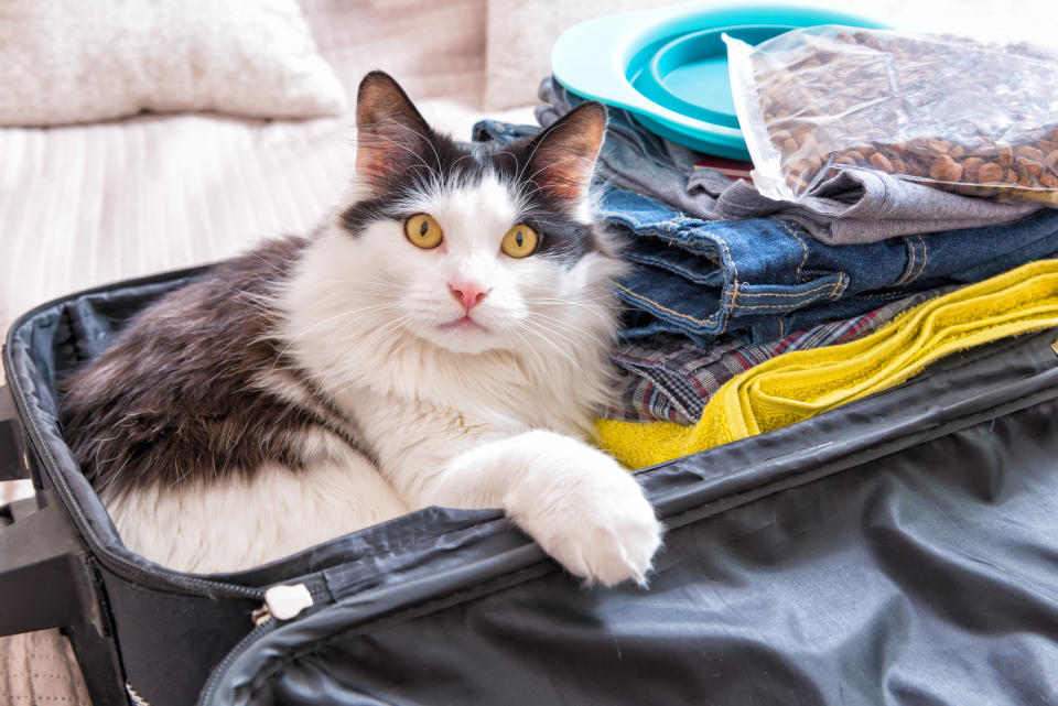 Zwischen den Kleidern des Besitzers ist es sicherlich bequem, aber Tiere bekommen auf Reisen ihren eigenen Transportbehälter. (Bild: Getty Images)