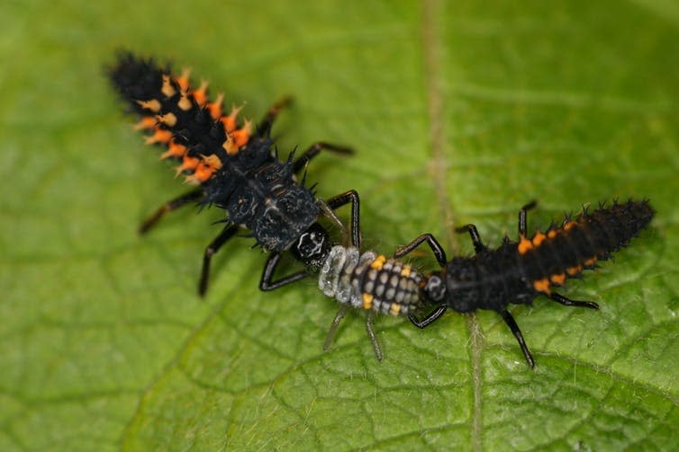 <span class="caption">Larvae from the invasive harlequin ladybird species often feed on other species of ladybird, including two-spot ladybirds which are common in UK homes during winter.</span> <span class="attribution"><span class="source">Mike Majerus</span>, <span class="license">Author provided</span></span>