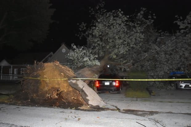 The storm was so powerful that one tree lifted up part of the street and a driveway when it toppled over. Several houses sustained damage, and city officials worked throughout the night to attempt to repair the damage and restore power.  (Jeremy Cohn/CBC News - image credit)