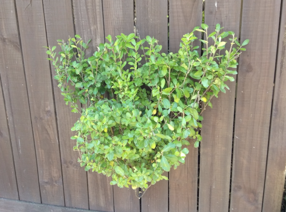 A hedge shaped like a bear's head is pictured.