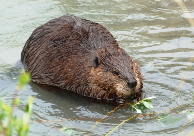 A beaver chewed through fibre cable at multiple points, causing the internet to go down on Saturday and affecting service to Telus customers in Tumbler Ridge, B.C. The company said service had been fully restored by Sunday afternoon. (Diane Stinson - image credit)