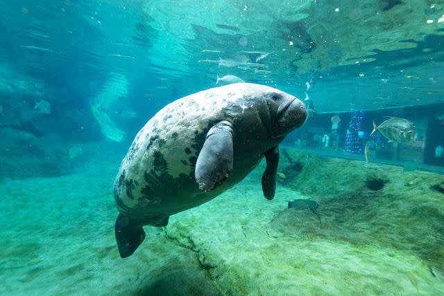 <p>Grahm S. Jones/Columbus Zoo and Aquarium</p> Stubby the manatee at the Columbus Zoo and Aquarium in Ohio