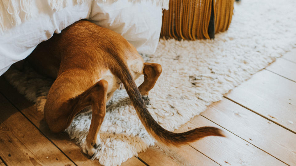 Dog playing with owner