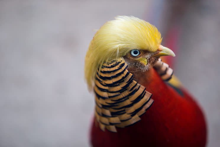 A golden pheasant is seen at Hangzhou Safari Park in Hangzhou, Zhejiang Province, China, November 13, 2016. According to local media, the pheasant gains popularity as its golden feathers resemble the hairstyle of U.S. President-elect Donald Trump. (REUTERS/Stringer)