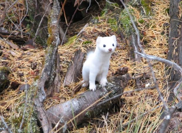 This weasel-like creature known as the Haida ermine can only be found in Haida Gwaii and the Prince of Wales Island in Southeast Alaska. By examining the mammal's DNA and skull, scientists discovered that the mammal is a hybrid between ermines found in North America and throughout Eurasia.  (Forest Service Northern Region - image credit)