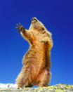 Someone is hoping they're going to be picked for next year's Strictly Come Dancing. (Martina Gebert/Comedy Wildlife Photo Awards 2019)