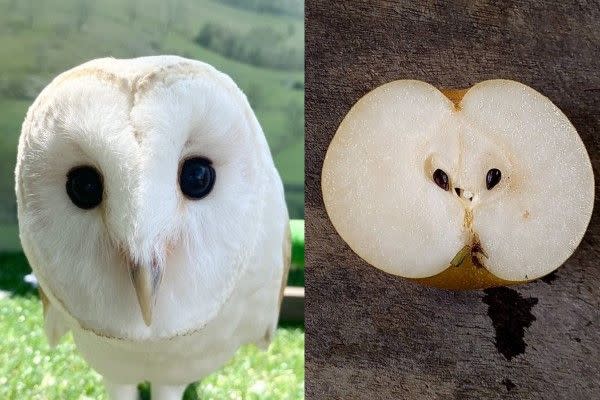 ▲日前動物園分享小艾與1/2顆水梨的對比照，意外發現相似度非常高！（圖／twitter帳號TOKUYAMA_ZOO）