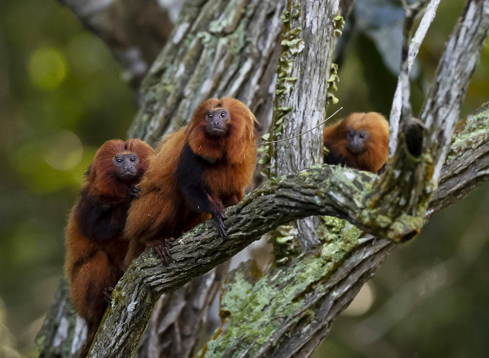 FILE - A group of golden lion tamarins are seen in a tree during an observation tour at a private partner property of the golden lion tamarin ecological park, in the Atlantic Forest region of Silva Jardim, Rio de Janeiro state, Brazil, Thursday, June 16, 2022. There are now more golden lion tamarins bounding among branches of the Brazilian rainforest than any other time since modern conservation efforts to save the species started in the 1970s, a new survey released Tuesday, Aug. 1, 2023, reveals. (AP Photo/Bruna Prado, File)
