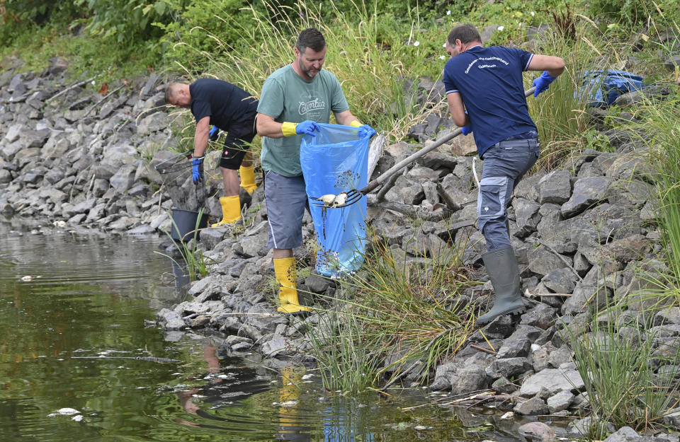 Volunteers recover dead fish from the water of the German-Polish border river Oder in Lebus, eastern Germanny, Saturday, Aug. 13, 2022. Poland’s environment minister says laboratory tests following a mass dying off of fish detected high levels of salinity but no mercury in waters of Central Europe’s Oder River. (Patrick Pleul/dpa via AP)